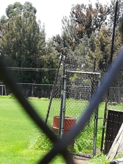 Pyrocephalus rubinus