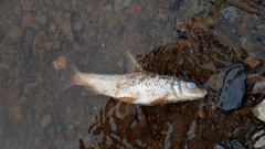 Hemibarbus maculatus