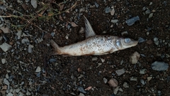 Hemibarbus maculatus