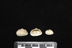 Estellacar olivacea