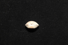 Estellacar olivacea