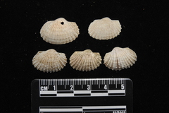 Tegillarca nodifera