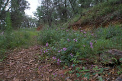 Glandularia chiricahensis
