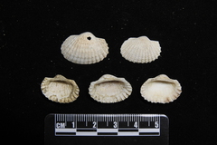 Tegillarca nodifera