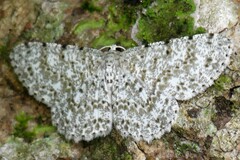 Catoria sublavaria