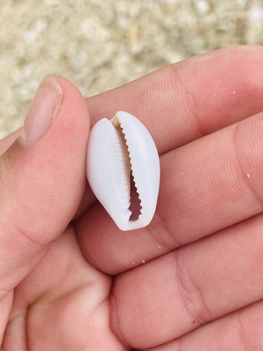 Boivin's cowrie (Naria boivinii)