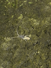 Paronana karoriensis