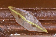 Hypochrosis iris