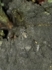 Paronana karoriensis