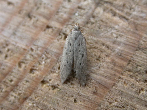 Ten-spotted Honeysuckle Moth