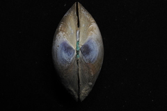 Mactra grandis