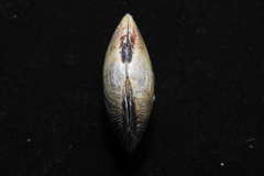 Circe scripta