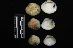 Gafrarium pectinatum
