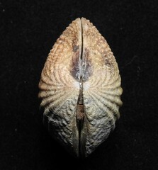 Gafrarium pectinatum