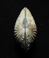 Gafrarium pectinatum