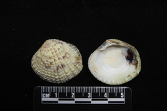 Gafrarium pectinatum