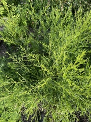 Cycloloma atriplicifolium