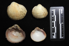 Vepricardium coronatum