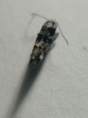 Mompha conturbatella