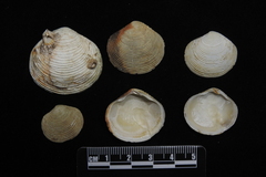 Semele crenulata
