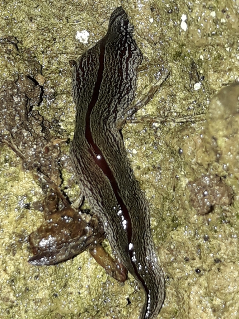 Australopacifica hamiltoni