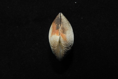 Semele crenulata