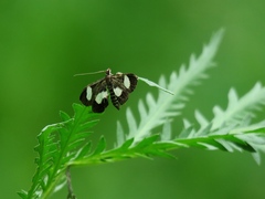 Anania luctualis