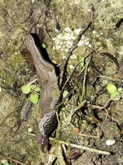 Australopacifica hamiltoni