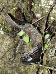 Australopacifica hamiltoni