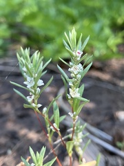 Polygonum cascadense