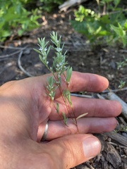 Polygonum cascadense