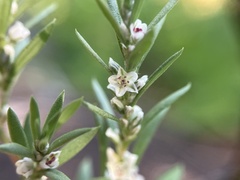 Polygonum cascadense