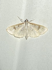 Palpita illibalis
