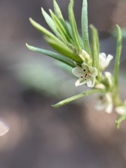 Polygonum cascadense