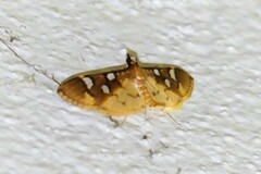 Cotachena pubescens