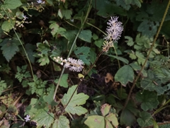 Actaea elata