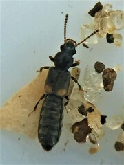 Blediotrogus guttiger