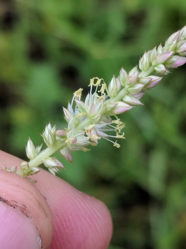 Amaranthus tuberculatus iNat (2)