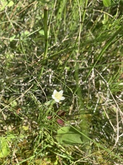 Parnassia palustris