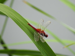 Crocothemis servilia mariannae