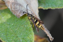Penstemonia clarkei
