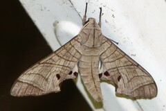 Marumba dyras