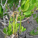 Ceriops australis - Photo (c) wan_hong,  זכויות יוצרים חלקיות (CC BY-NC-SA)
