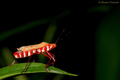 Dysdercus evanescens