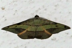 Hypochrosis hyadaria