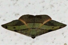 Hypochrosis hyadaria
