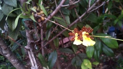 Oncidium brachyandrum
