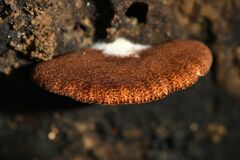 Crepidotus fuscovelutinus
