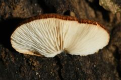 Crepidotus fuscovelutinus