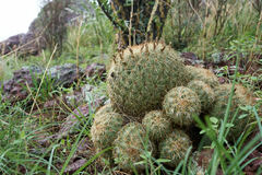Coryphantha recurvata